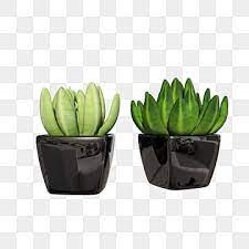 Succulent Plants Png Transpa Images