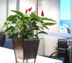 Feng Shui Indoor Plants For Prosperity