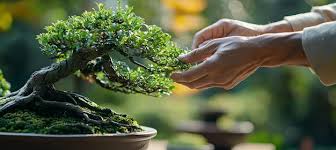 Closeup Of Hands Pruning Bonsai Tree In