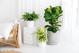 The Hardest Indoor Plants To Keep Alive