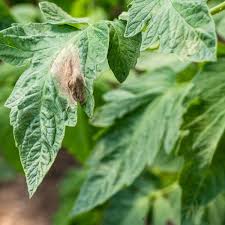 Late Blight Symptoms Treatment And