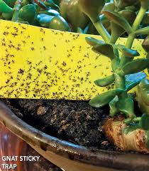 How To Handle Common Houseplant Pests