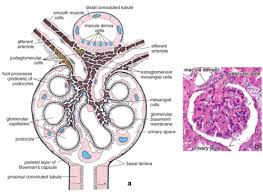 3 Structure Function Of The Kidney