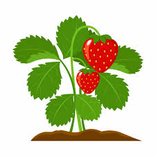 Farm Fruit Harvest Plant Strawberry