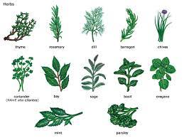 How To Start An Herb Garden Ferns N