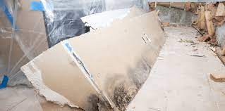 Basement Mold Health Risks And Mold