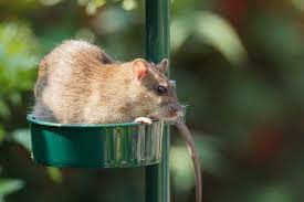 Keep Rats Out Of Your Garden