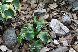 Photo Of The Entire Plant Of Hosta