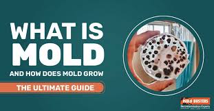 Everything You Need To Know About Mold