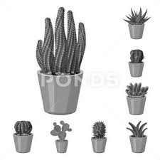 Vector Ilration Of Cactus And Pot