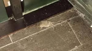 Waiter Brushed Up Dead Mouse Inside