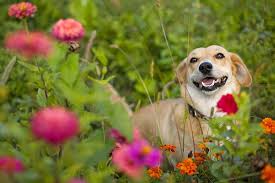 Medicine Plant Poisoning In Dogs