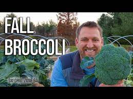 How To Grow Broccoli In The Fall 2