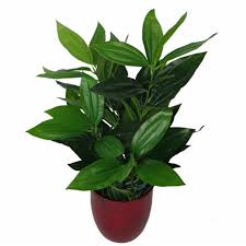70cm Large Bushy Artificial Evergreen