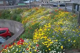 Wildflowers Plan By Councillors In