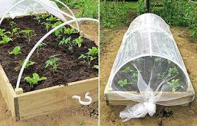 Make A Garden Cloche To Protect Your Plants
