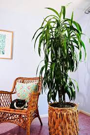 33 Best Large Indoor Plants Tall