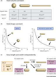 Surface Area To Volume Ratio A Natural