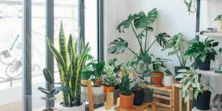 Top 10 Indoor Plants Under Rus 100