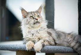 Tabby Maine Coon Cat With White Paws