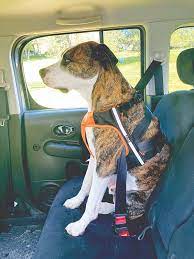 Dog Car Harnesses Review Whole Dog