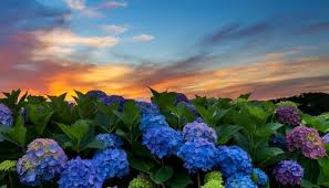 Sunset Sky Background Images Browse