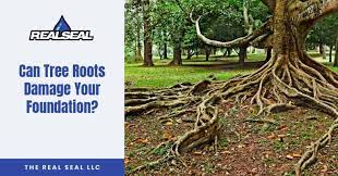 Can Tree Roots Damage Your Foundation