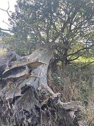 Stumpery Tree Stump Tree Root Garden