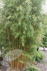 Buy Golden Groove Bamboo Phyllostachys
