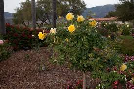 Rose Garden Design And Installation In