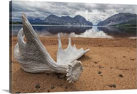 Moose Antler Laying On The Shores Of