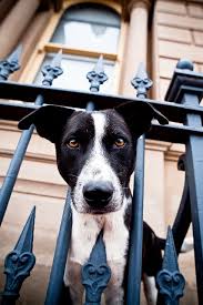 Preparing Your Yard For A Dog Fencemakers
