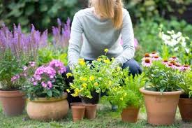 Gardening With The Rhs Rhs