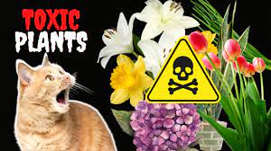 17 Common Houseplants That Are Toxic To