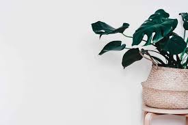 A Houseplant Icon History Of Monstera
