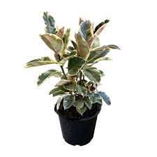 Variegated Rubber Plant Ficus
