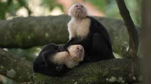 Monkey Catch Bird Dove Eating White
