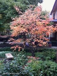 Native Small Trees For Midwestern Gardens