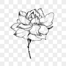 Beautiful Gardenia Flower Sketch