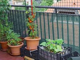 Balcony Vegetable Garden Growing A