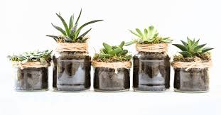 How To Care Succulents Bhimtal Nursery