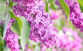 Top 6 Flowering Trees And Shrubs