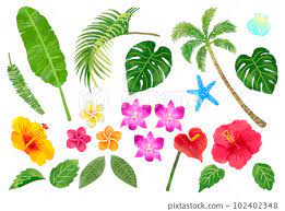 Tropical Tropical Flowers And Plants
