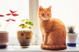 Indoor Cats And House Plants A Bad Mix