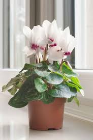 Winter Container Plants Nine Of The Best