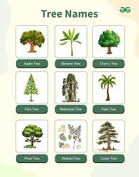 Trees Names List Of 20 Tree Names In