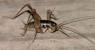 Spider Crickets Look Like The Stuff Of