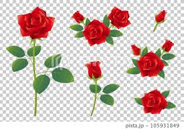Red Rose Flower Ilration Set Icon