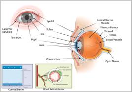 Ocular Delivery