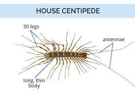 House Centipede Identification Guide